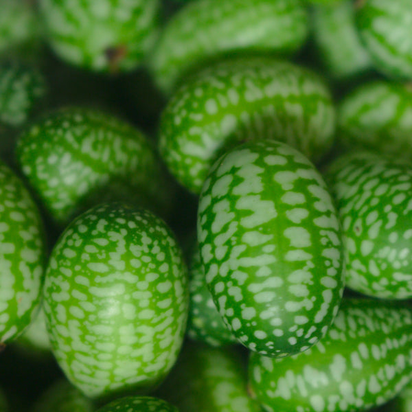 Mexican Sour Gherkin Seeds, Cucamelon, 30 Seeds, Melothria scabra