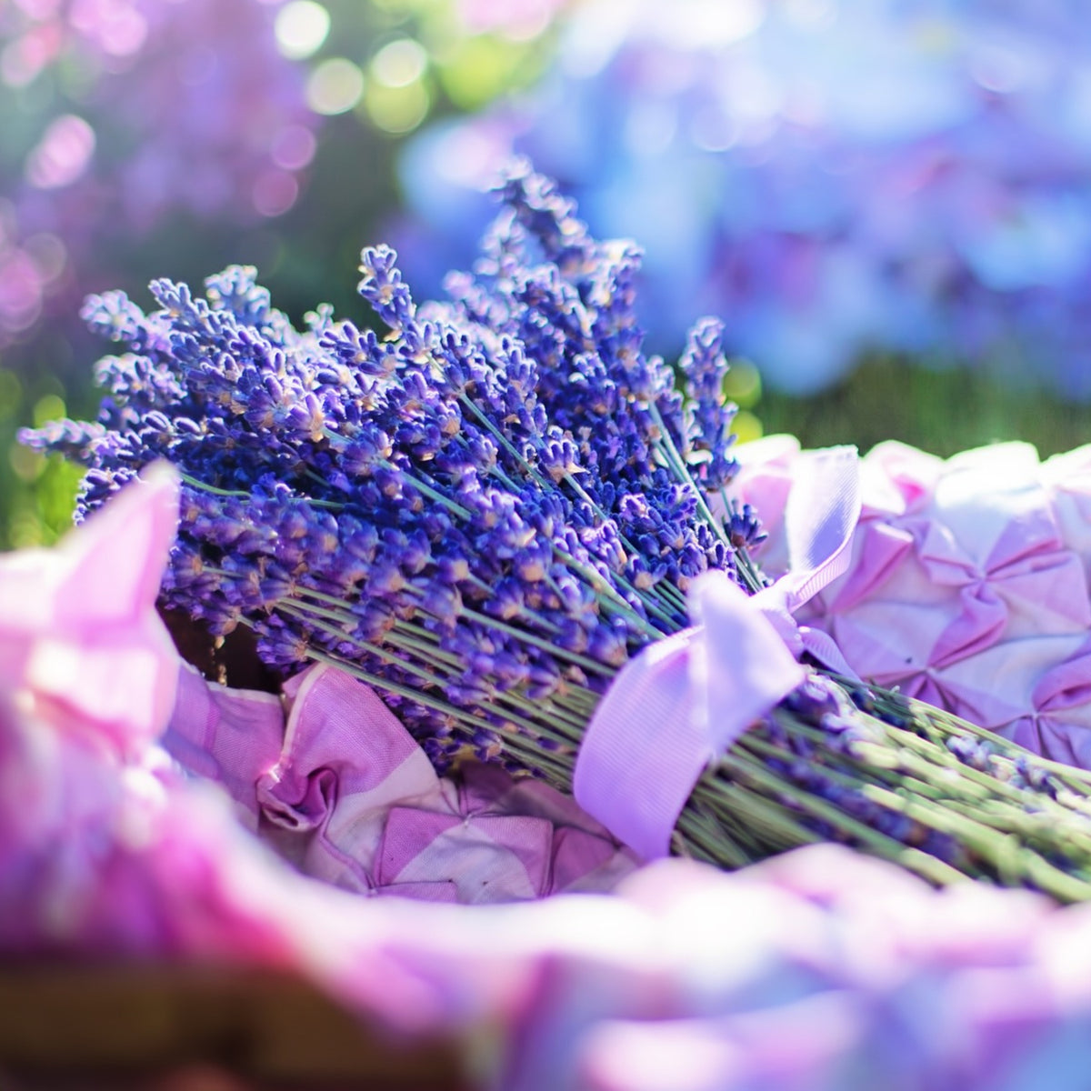 buy english lavender seeds English Lavender Seeds for Planting, 200 Seeds, Lavandula angustifolia –  TKE Farms and Gardens