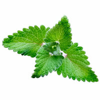 Catnip Seeds for Planting, 1/4 Gram Approximately 700 Heirloom Seeds, Nepeta cataria, Non-GMO