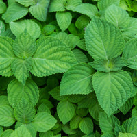 Shiso Perilla Seeds, 1 Gram Approximately 200 Seeds, Perilla frutescens VAR. crispa, Non-GMO