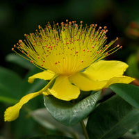 St. John's Wort Seeds, 1000 Heirloom Seeds for Planting, Hypericum perforatum
